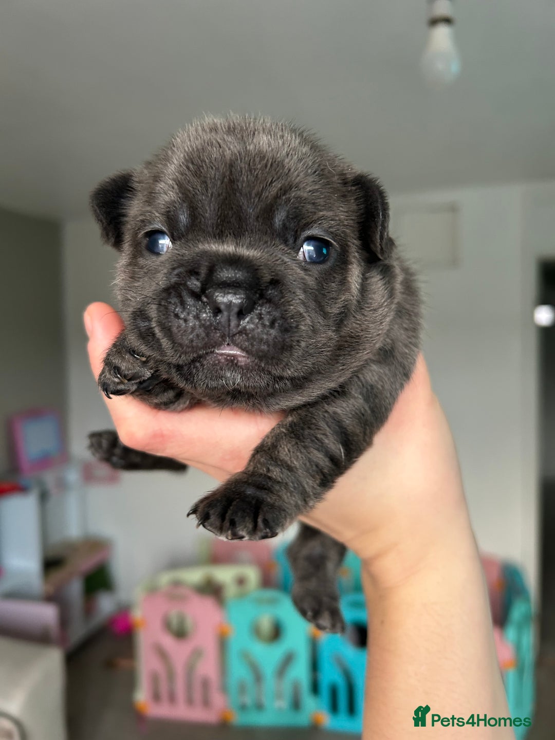 French Bulldog dogs for sale: LILAC TAN FRENCH BULLDOG PUPPY L4/L4 FLUFFY💪🏻⭐️ - Advert 16