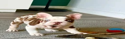 French Bulldog dogs for sale: Looking for a lap in Huntingdon - Advert 9