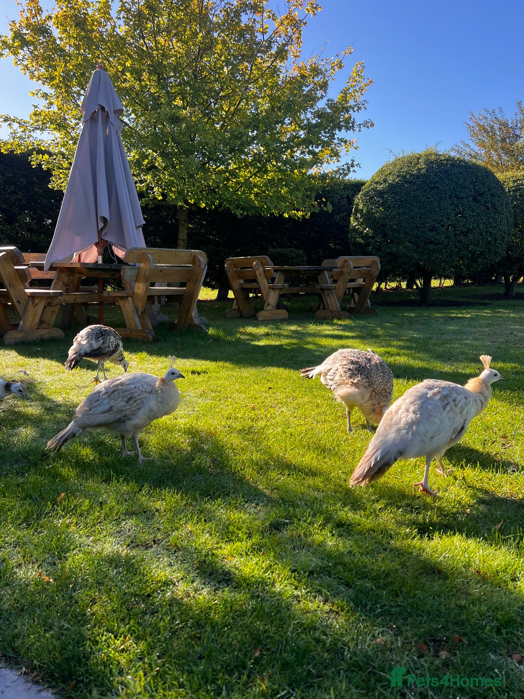 Peafowl poultry for sale: Peafowl for sale  - Image 1