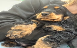 Cocker Spaniel dogs for sale: Sadly back available stunning show boy - Image 7