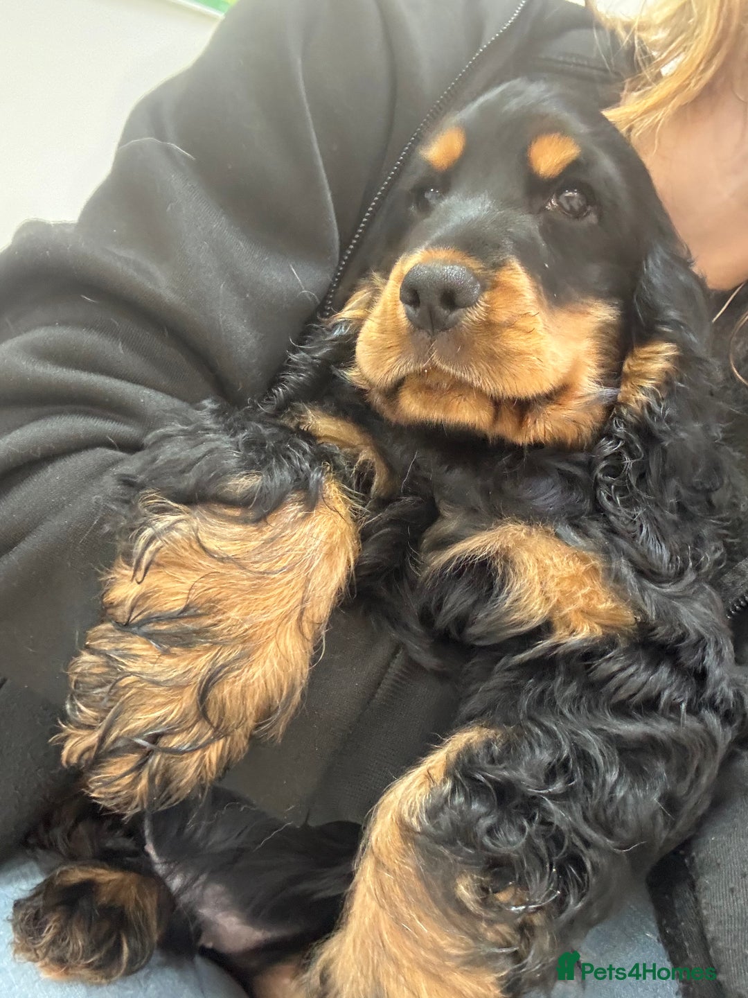 Cocker Spaniel dogs for sale: Sadly back available stunning show boy - Image 7