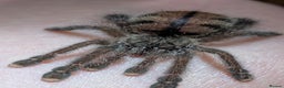 Spiders invertebrates for sale: Avicularia Juruensis - unsexed - Advert 7