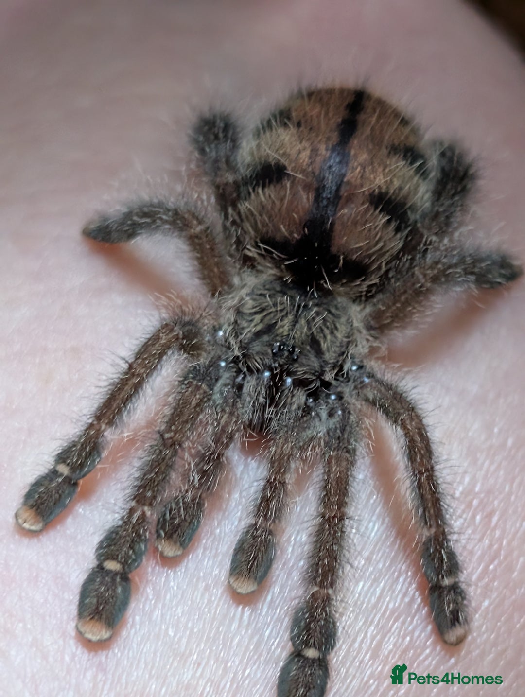 Spiders invertebrates for sale: Avicularia Juruensis - unsexed - Advert 7