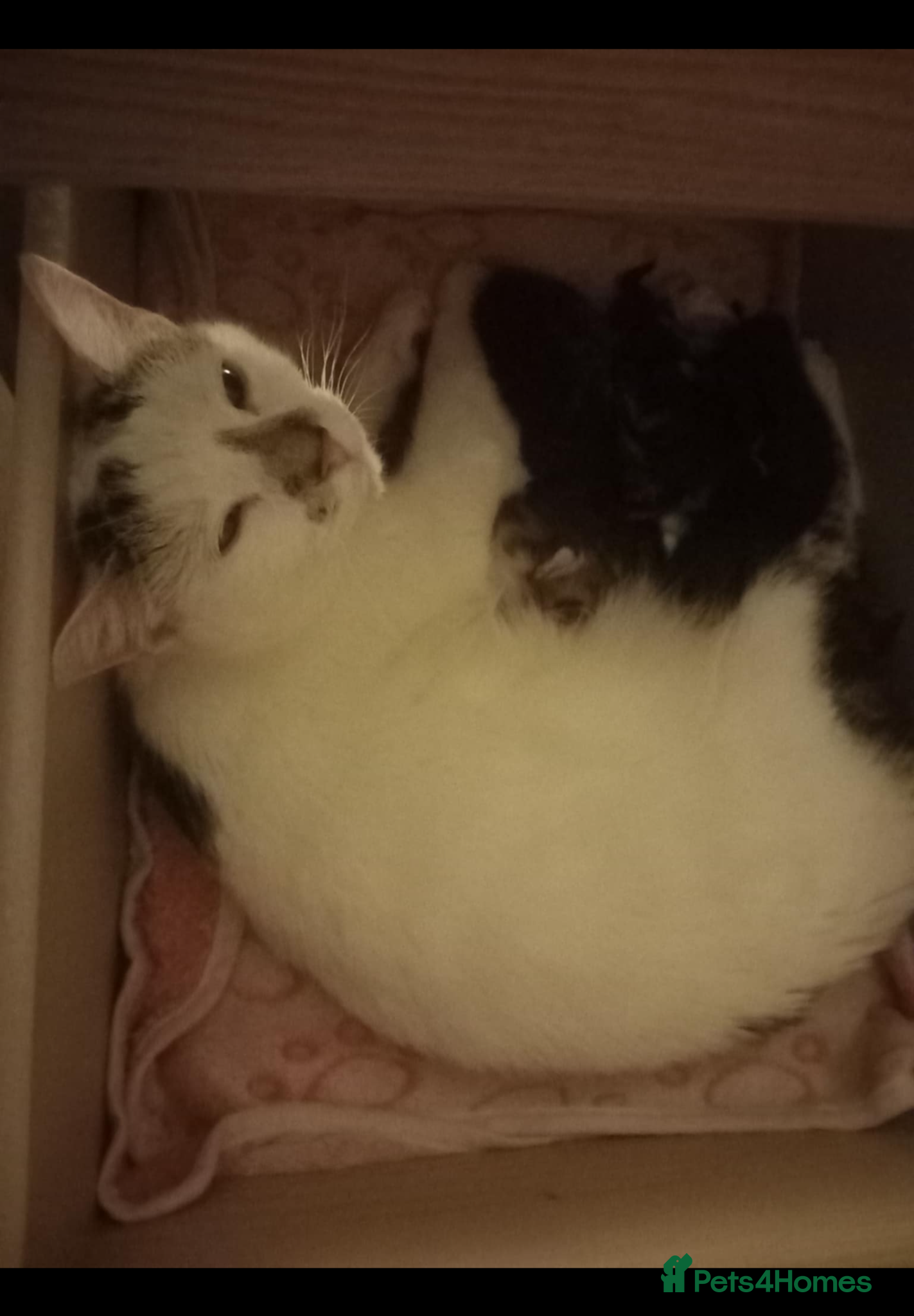Bengal cats for sale: Beautiful kittens ready for 5* homes - Advert 2