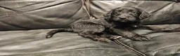Mixed Breed dogs for sale: READY TO GO - 3 Beagador/miniature poodle puppies - Advert 8