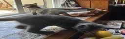 Mixed Breed cats for sale: Must stay together. Two hand reared orphan kittens - Advert 6
