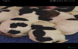 Sprocker dogs for sale: Adorable Chunky Sprocker Spaniel Pups - Image 6