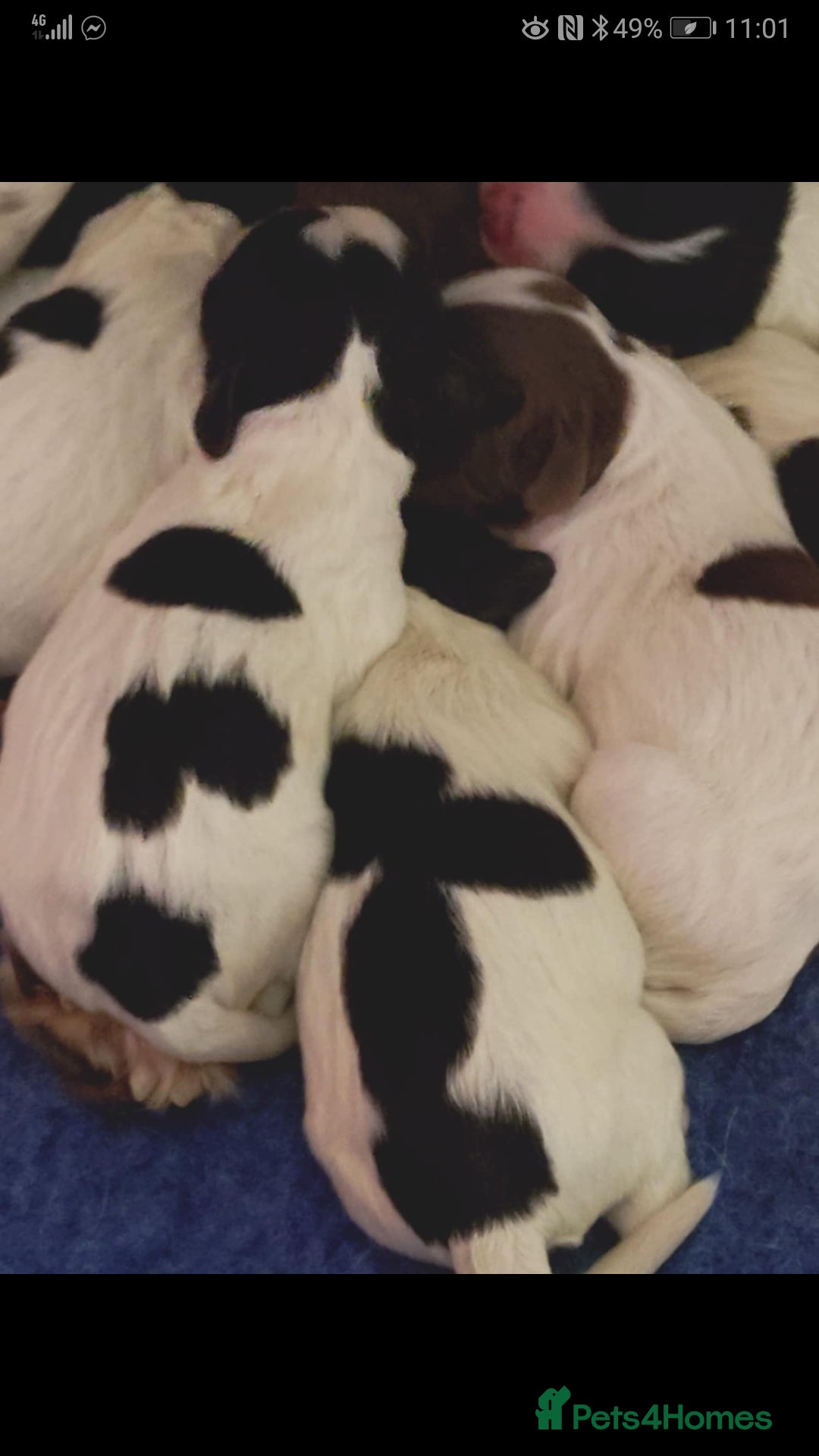Sprocker dogs for sale: Adorable Chunky Sprocker Spaniel Pups - Image 6