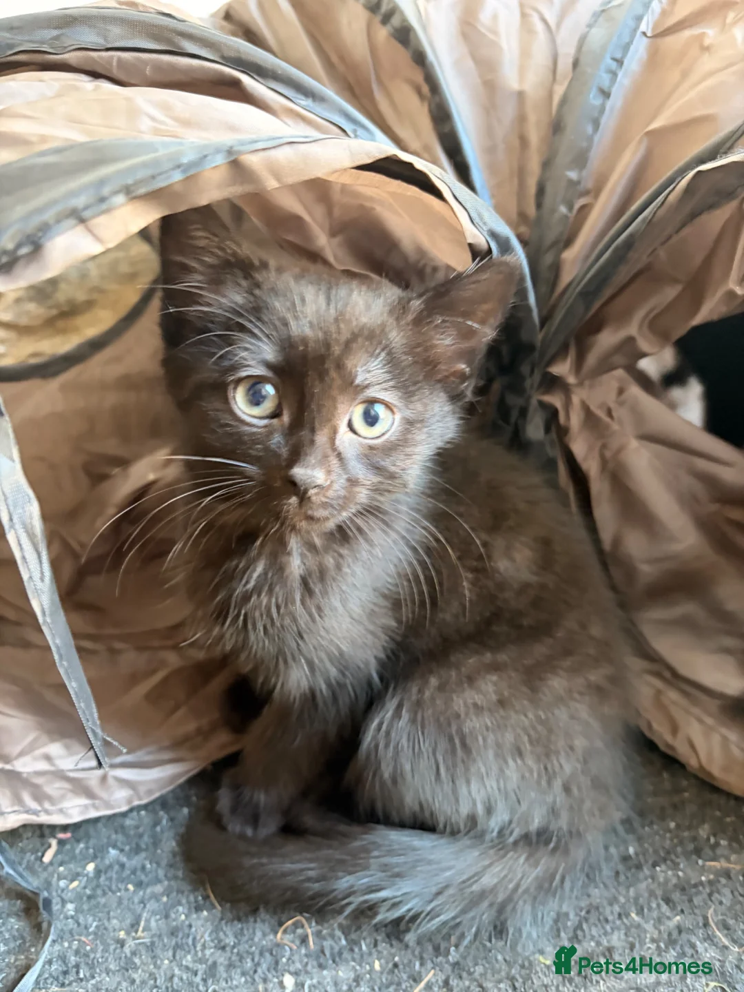 Mixed Breed cats for sale: Kittens for sale  in Delabole - Advert 4
