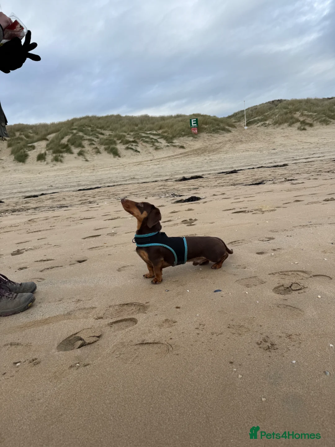 Miniature Dachshund dogs for stud: Miniature Chocolate & Tan Dachshund for stud in London - Advert 6