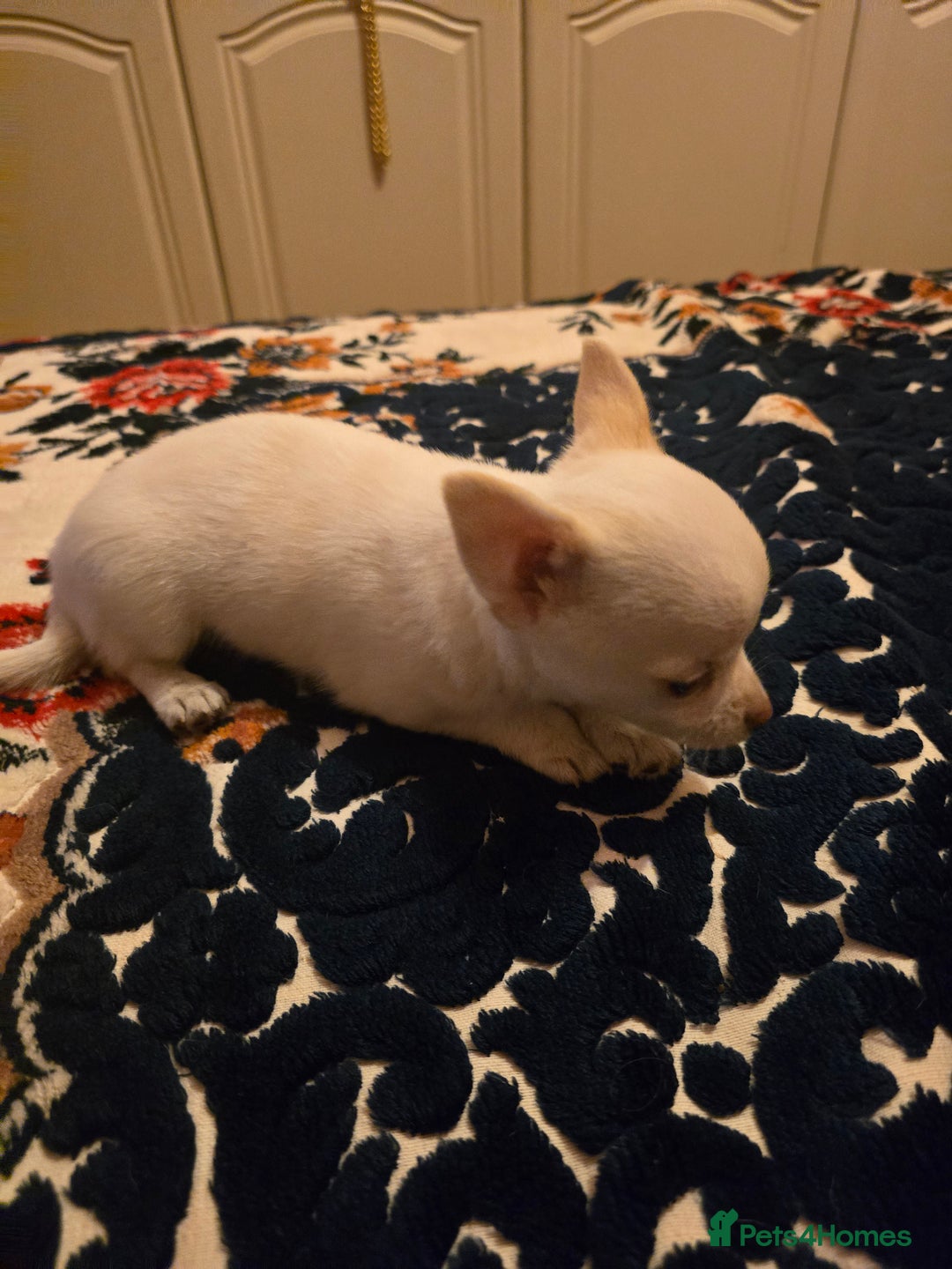 Chihuahua dogs for sale: Lovely Chihuahua Puppies looking for a Loving Home - Image 9