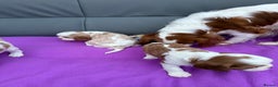 Cavalier King Charles Spaniel dogs for sale: Adorable Cavalier King Charles Spaniel  - Advert 22