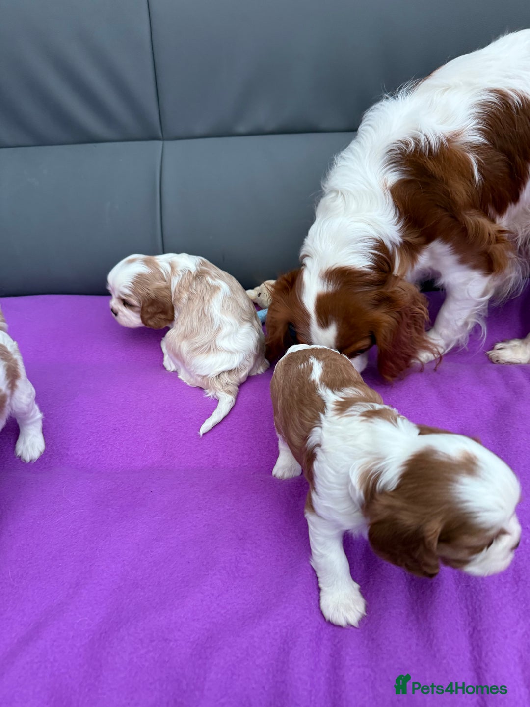 Cavalier King Charles Spaniel dogs for sale: Adorable Cavalier King Charles Spaniel  - Advert 22