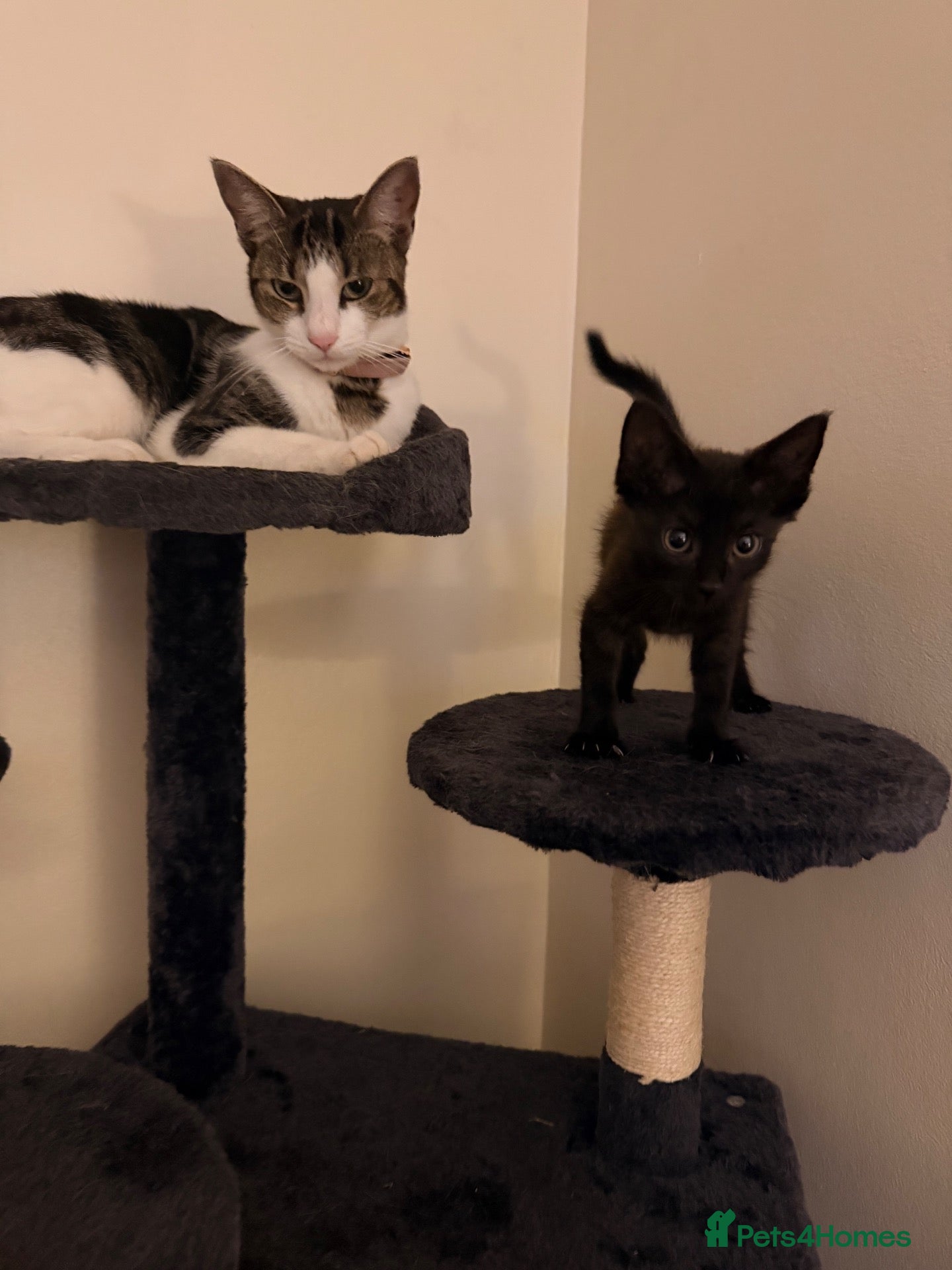 Mixed Breed cats One male boy left  - Advert 2