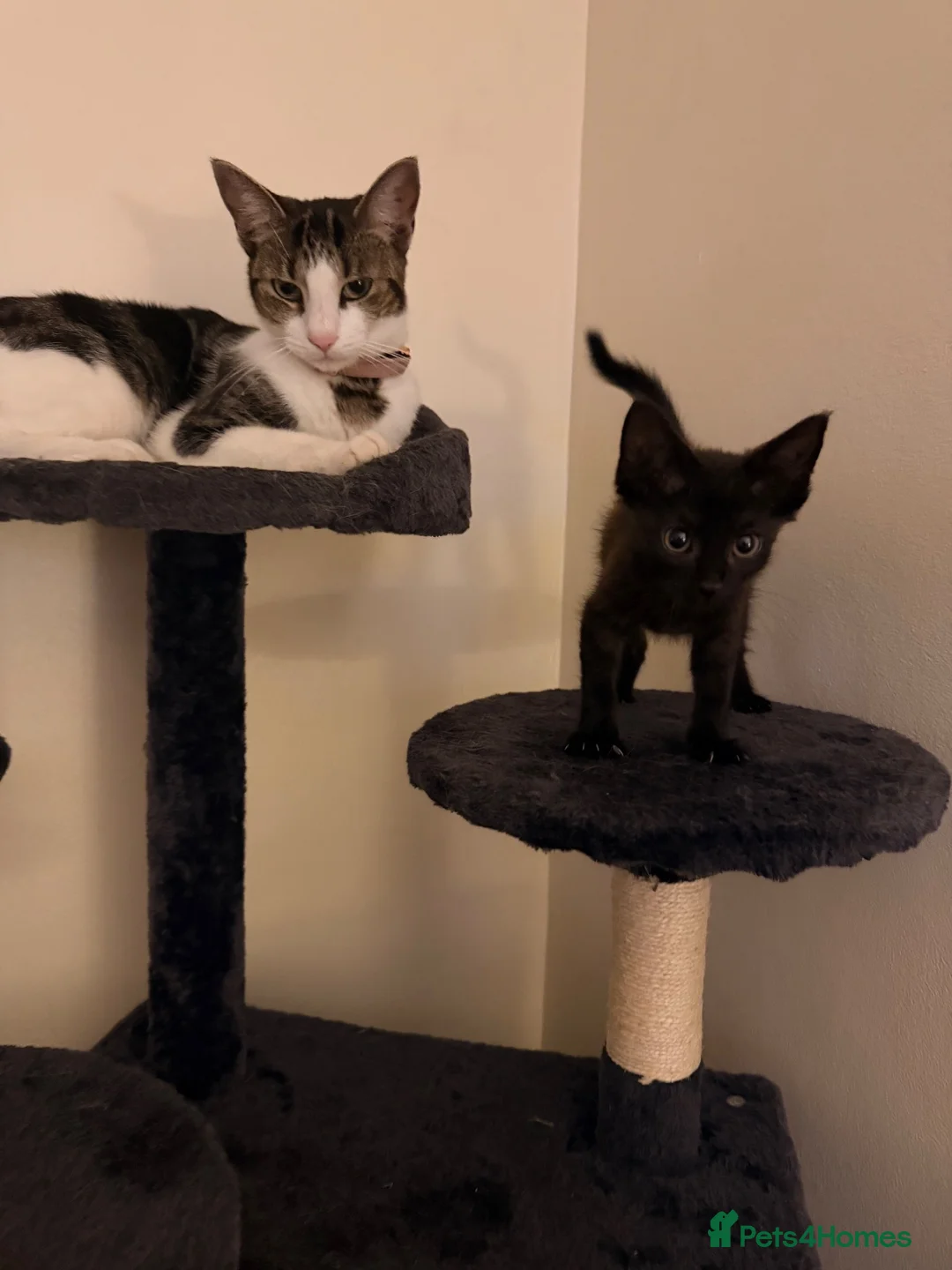Mixed Breed cats for sale: One male boy left  - Advert 1