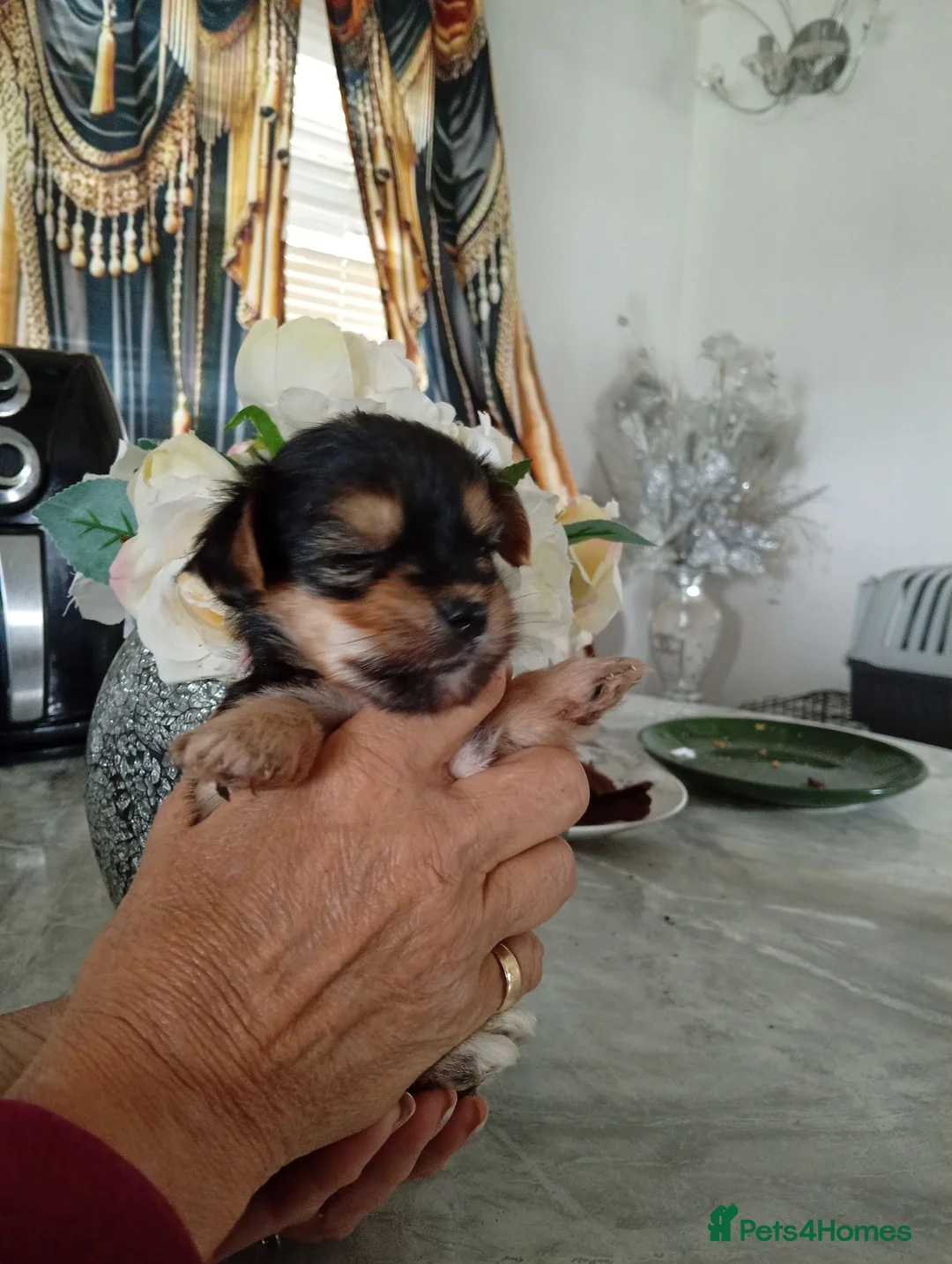 Chorkie dogs for sale: Chorkies - Advert 2