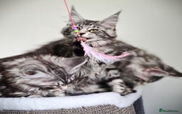 Maine Coon cats for sale: STUNNING XL PEDIGREE MAINE COON KITTENS  - Image 9