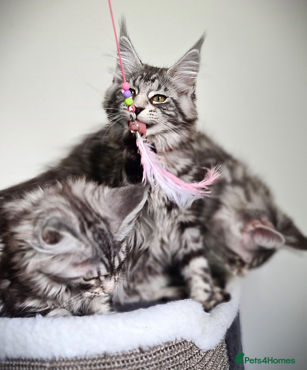Maine Coon cats for sale: STUNNING XL PEDIGREE MAINE COON KITTENS  - Image 9