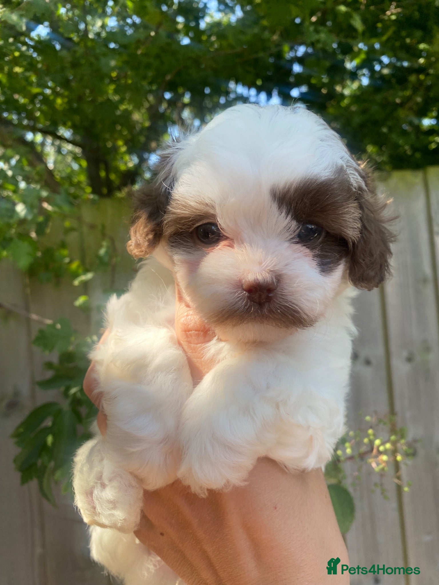 Shihpoo dogs Imperial toy Shih poo puppies  - Advert 1