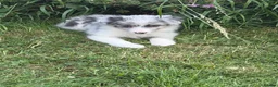 Border Collie dogs for sale: Beautiful Bouncy border collie puppies  - Advert 7