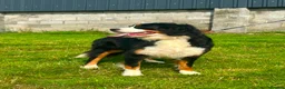 Bernese Mountain Dog dogs for sale: Beautiful Bernese Mountain pups available  in Carmarthen - Advert 5