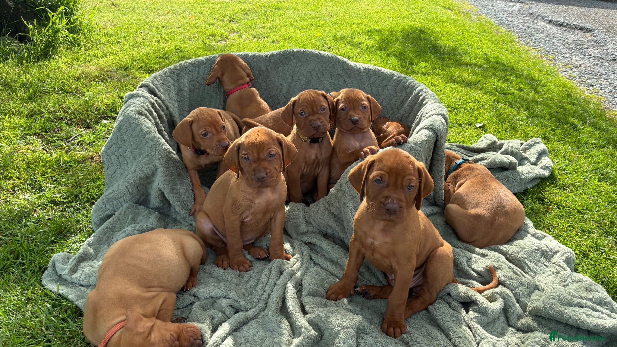 Hungarian Vizsla dogs 🐶Adorable KC Hungarian Vizsla Puppies 💗🩵 - Advert 1