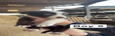 Border Collie 9
