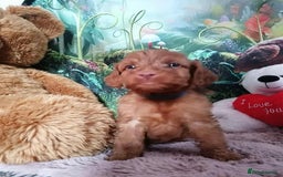 Mixed Breed dogs for sale: Stunning multigenerational golden Irish doodles  - Image 26