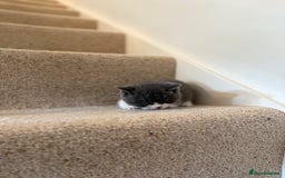 British Shorthair cats for sale: GCCF Bi-colour Blue and white BSH - Image 9