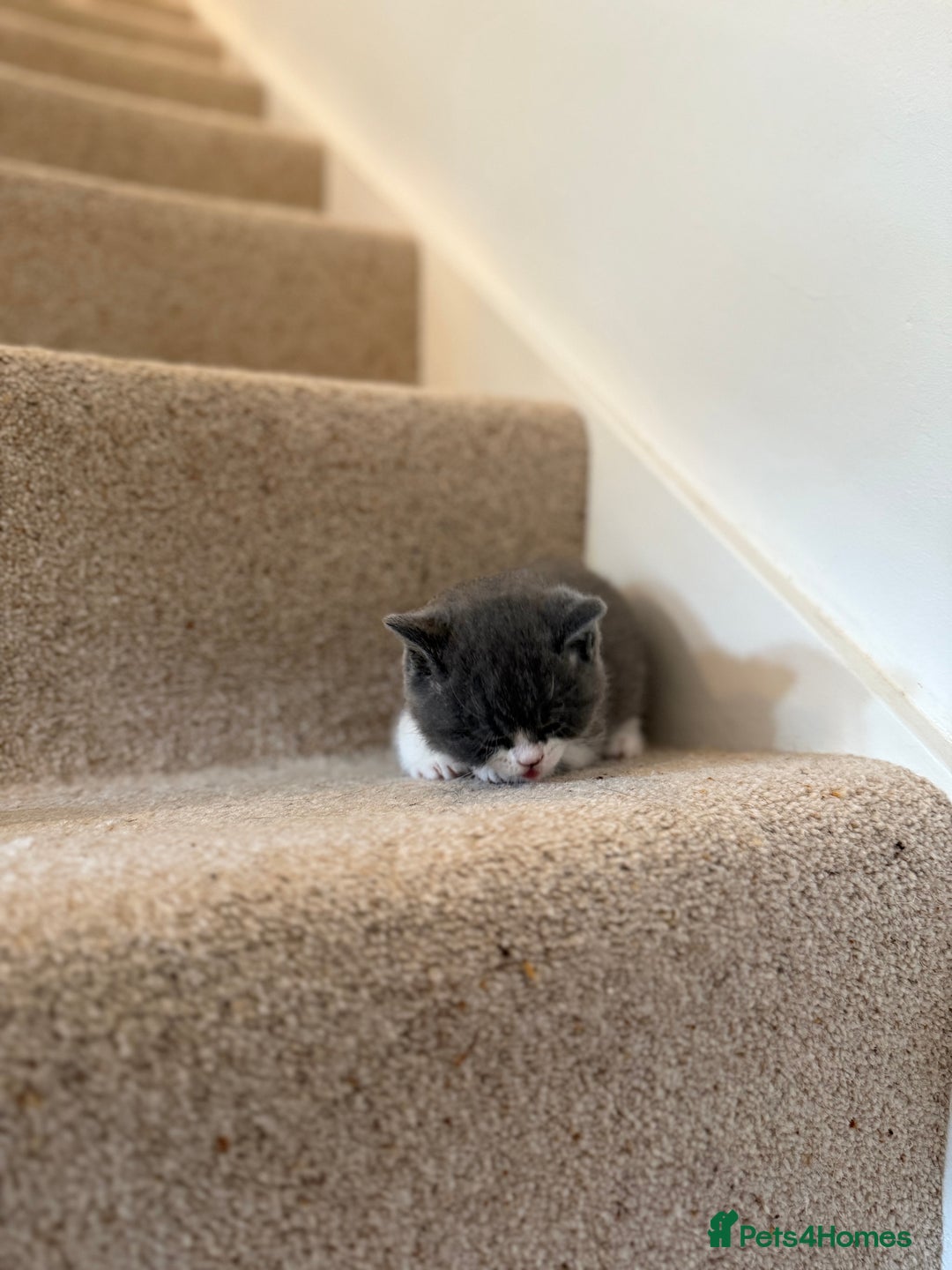 British Shorthair cats for sale: GCCF Bi-colour Blue and white BSH - Image 9