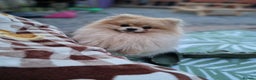 Pomeranian dogs for stud: Rocket Pomeranian stud  in Romford - Advert 4