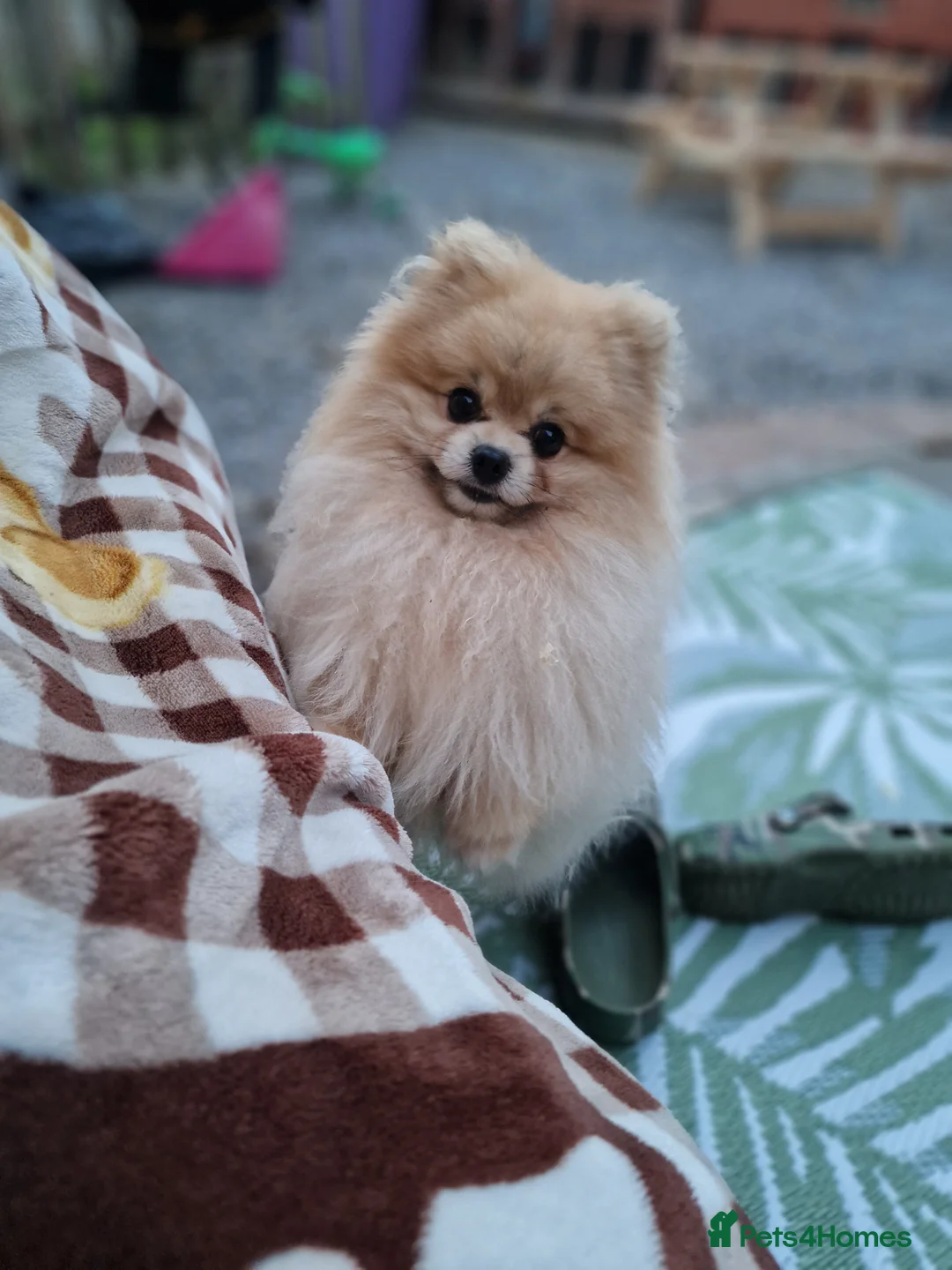 Pomeranian dogs for stud: Rocket Pomeranian stud  in Romford - Advert 4