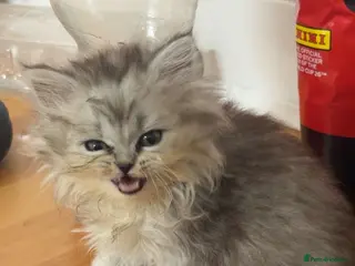 Persian cats LAST TWO PURE PERSIAN LUXURY KITTENS LEFT! - Advert 6