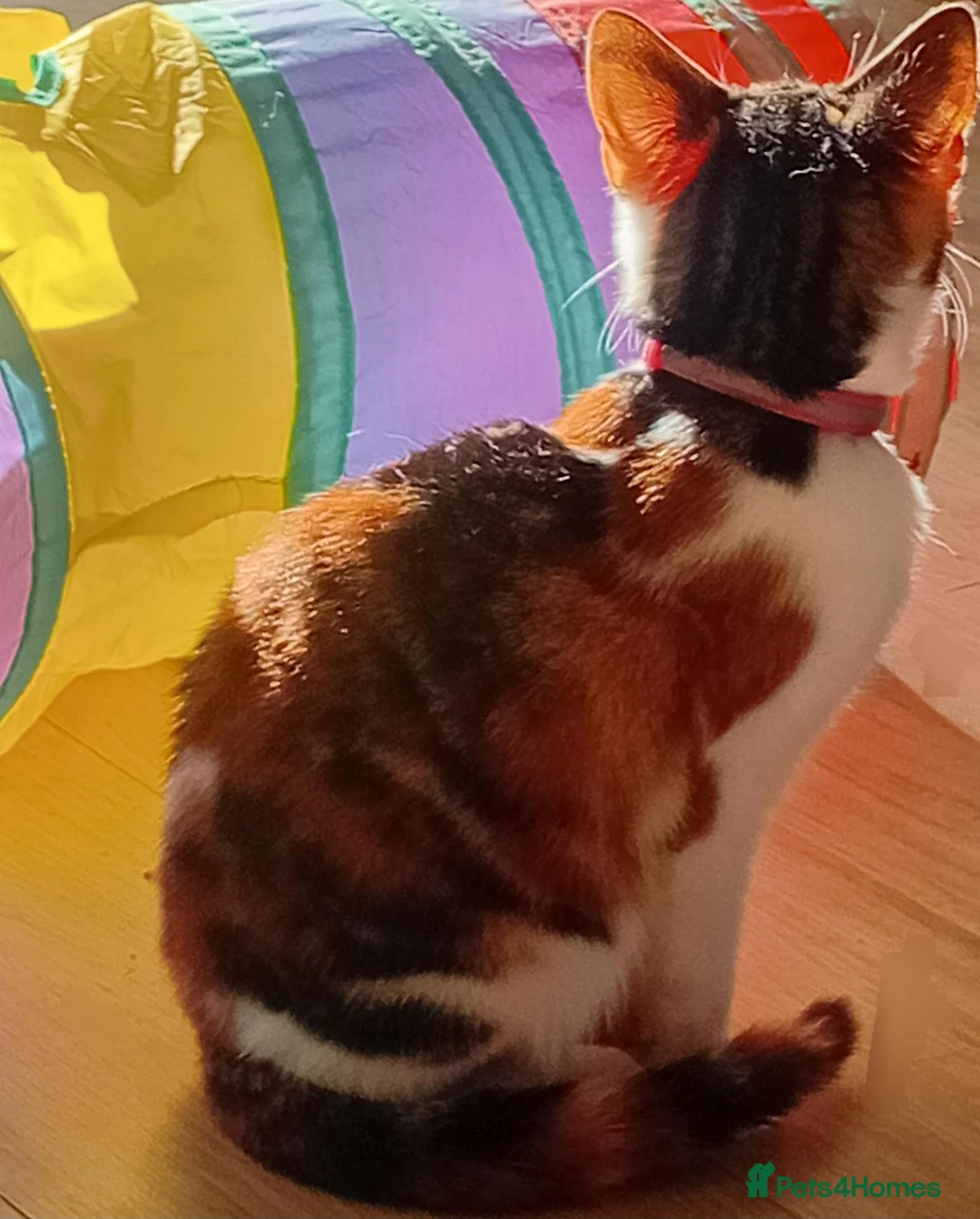 Mixed Breed cats for adoption: Meet Tinkbell  - Advert 2