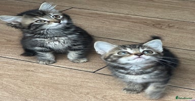Mixed Breed cats - Advert 12