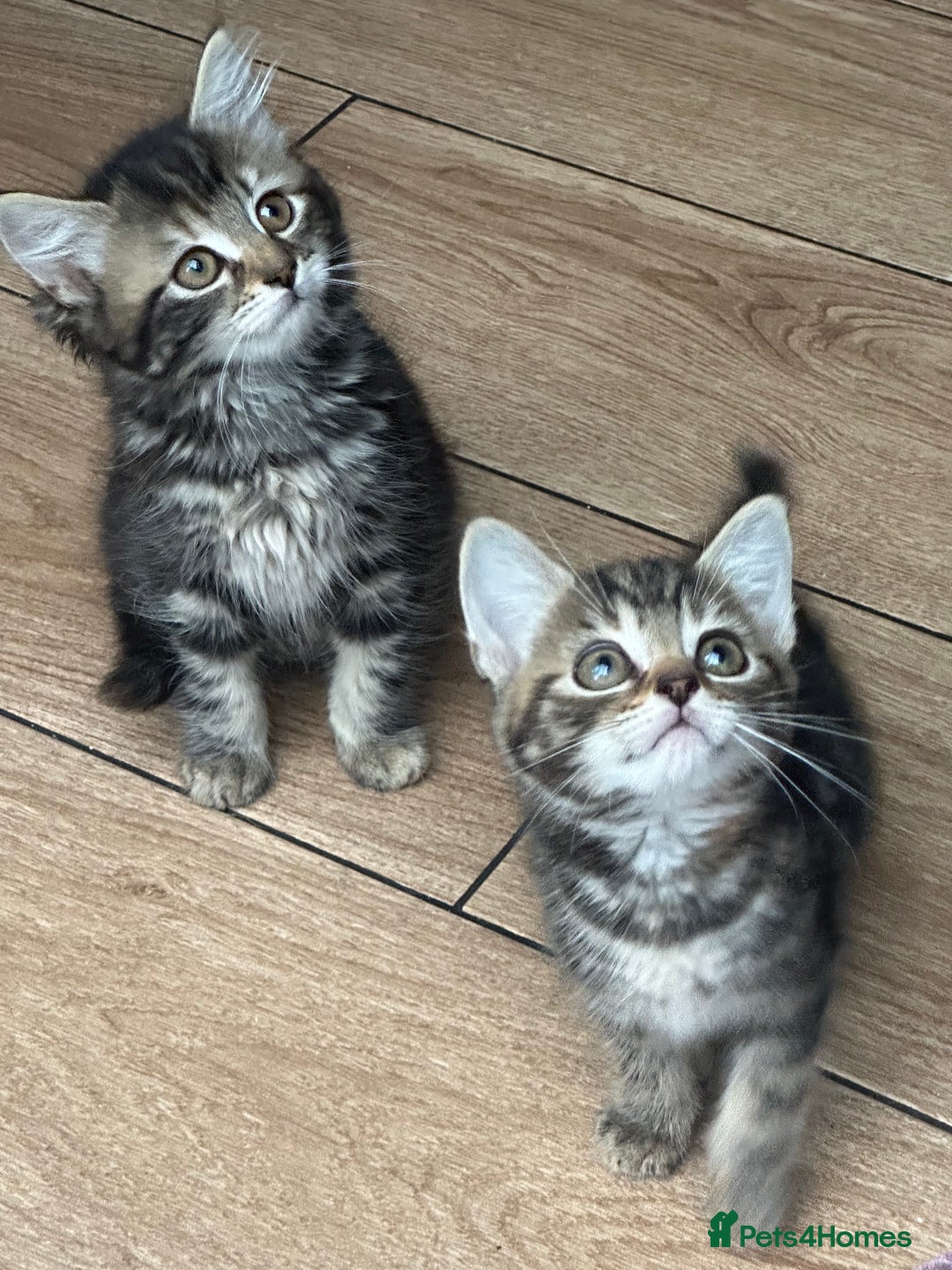 Mixed Breed cats for sale: WELL RAISED KITTYS 4 BEST HOMES ONLY……❤️ - Image 2