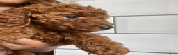 Miniature Poodle dogs for sale: Fox red poodle boy - Advert 6