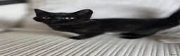 Mixed Breed cats for sale: Gorgeous kittens black girl and black boy  - Advert 4