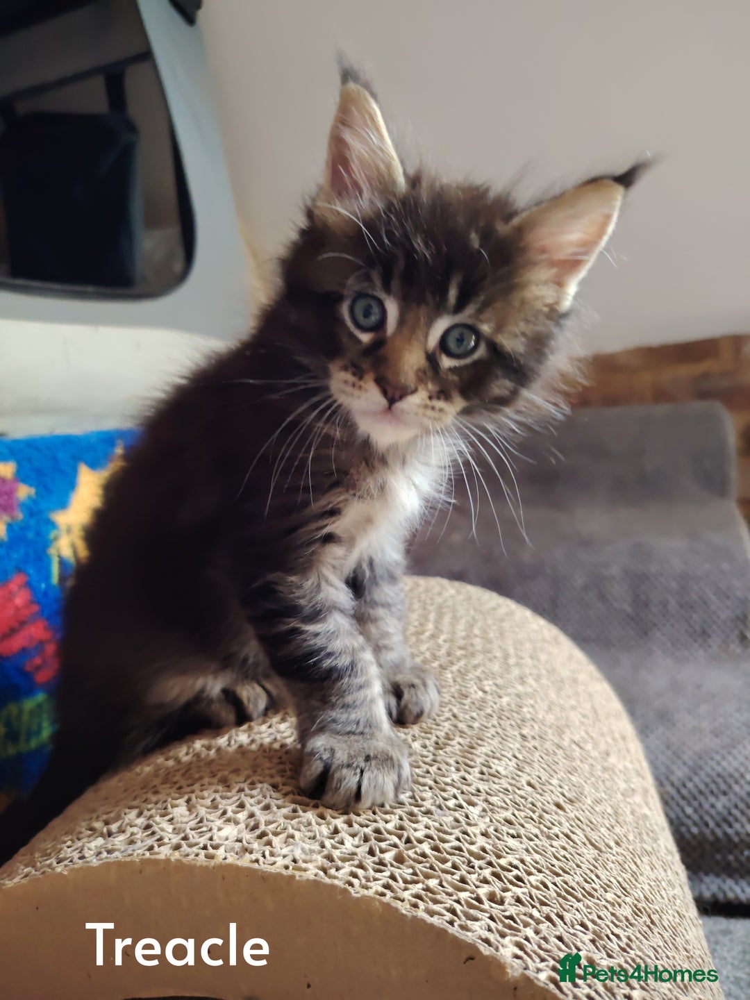 Maine Coon cats for sale: Home raised stunning Mainecoon boys. - Image 37