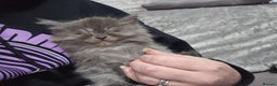 Persian cats for sale: 3 stunning Persian kittens ready now.  - Advert 6