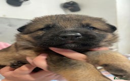German Shepherd dogs for sale: This gorgeous boy needs a chance  - Image 6