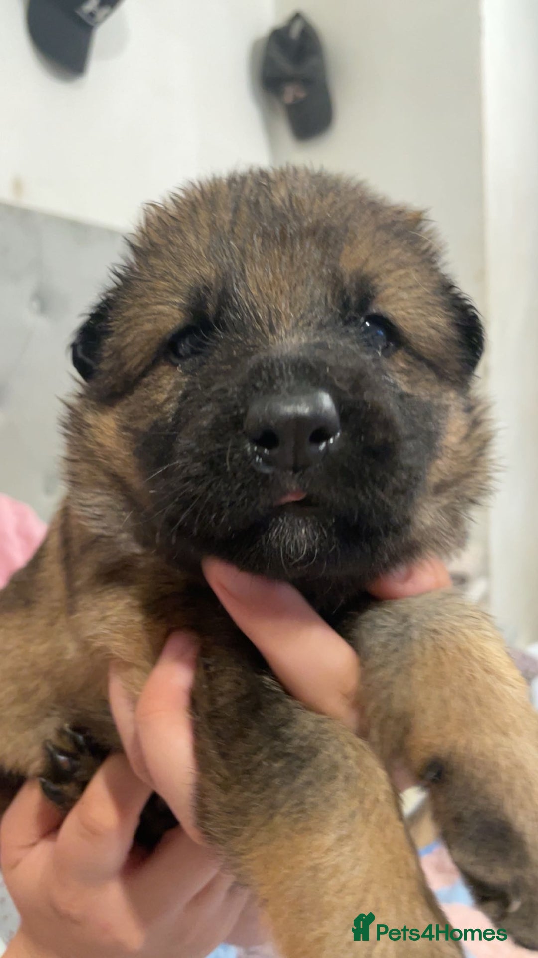 German Shepherd dogs for sale: This gorgeous boy needs a chance  - Image 6