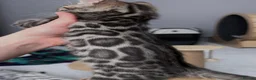 Bengal cats for sale: Bengal kittens in Liverpool - Advert 8