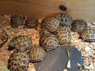 Tortoise reptiles for sale: Baby horsefield tortoises for sale - Advert 2