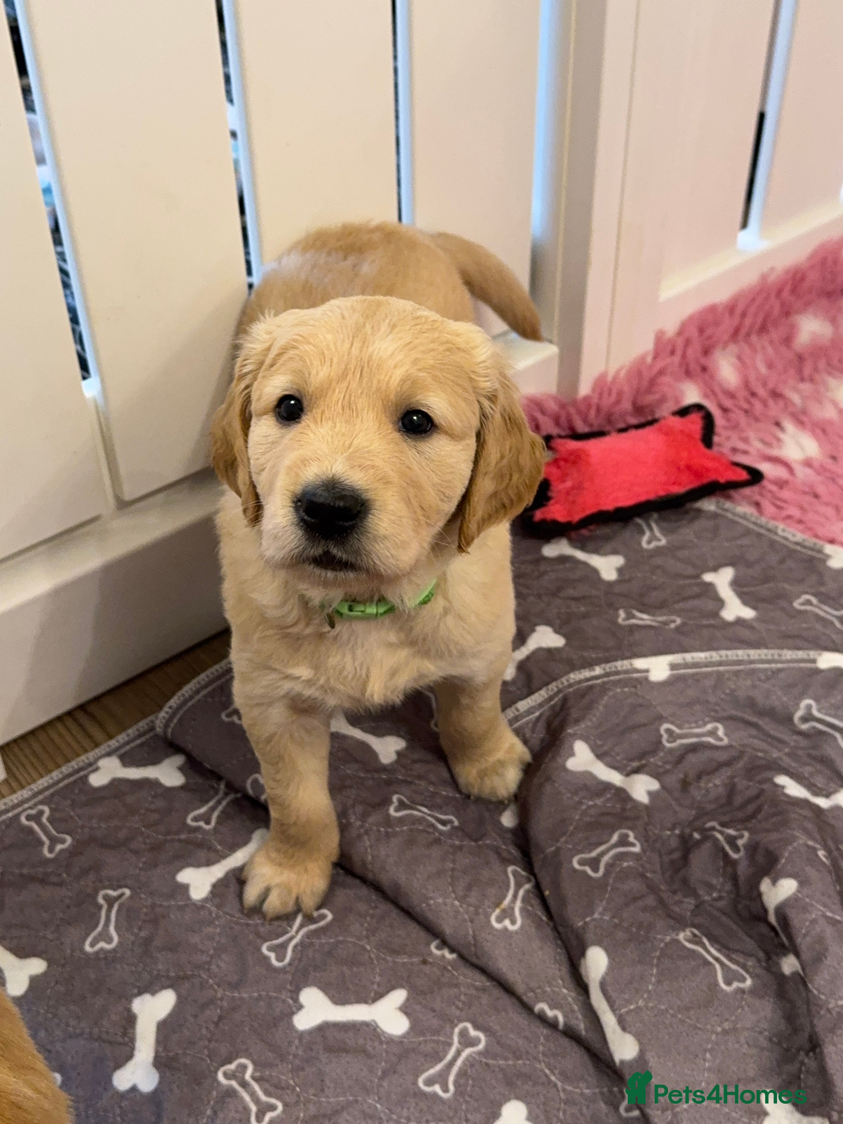 Golden Retriever dogs **1 Male pup still available** Golden Retrievers - Advert 3