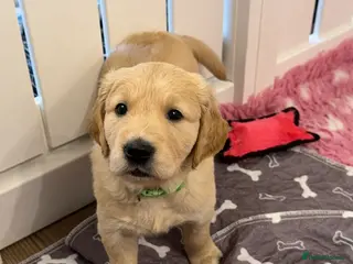Golden Retriever dogs **1 Male pup still available** Golden Retrievers - Advert 3