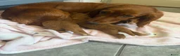 Cocker Spaniel dogs for sale: Beautiful cocker spaniel puppies  in Manchester - Advert 9