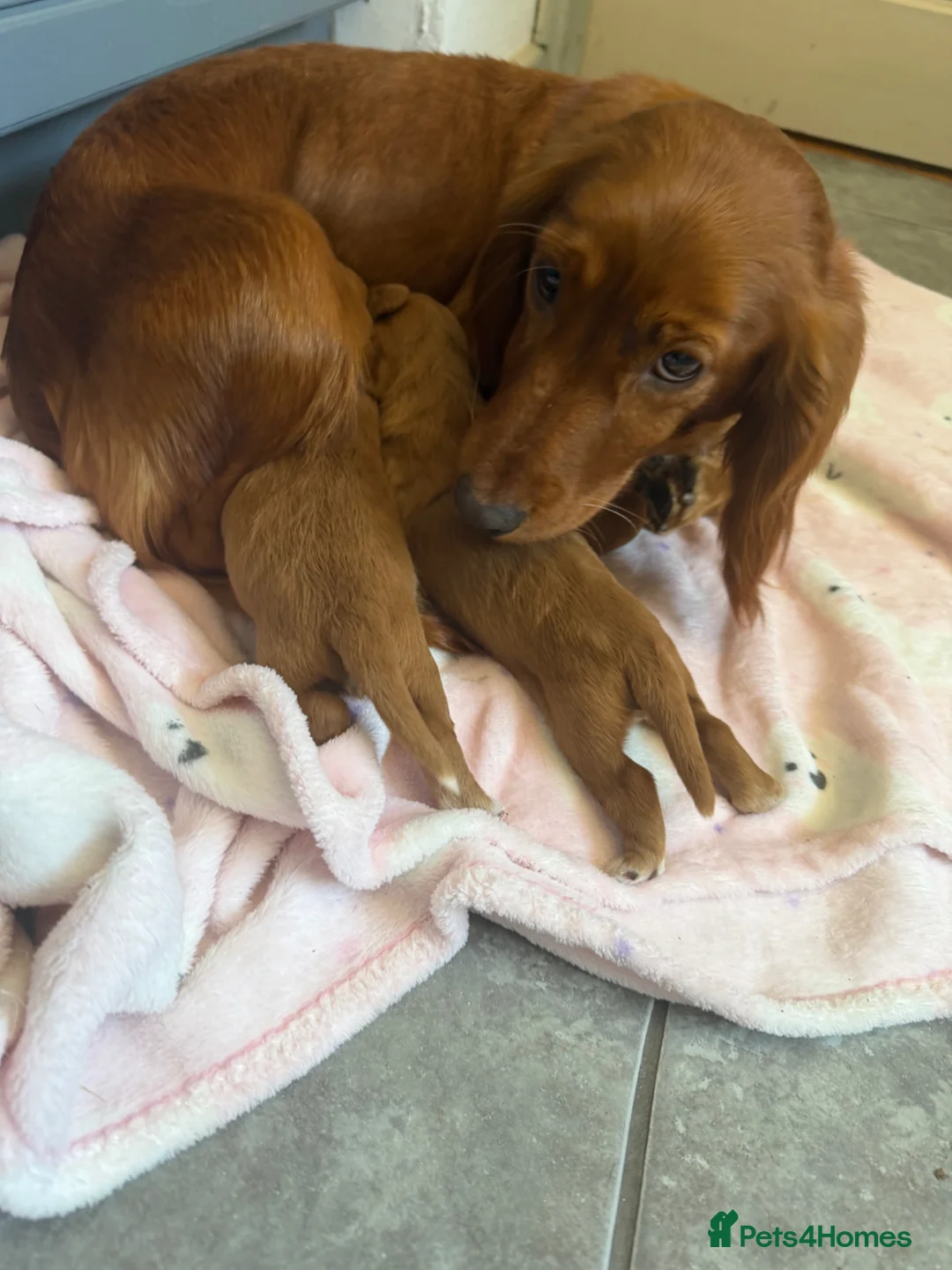 Cocker Spaniel dogs for sale: Beautiful cocker spaniel puppies  in Manchester - Advert 9