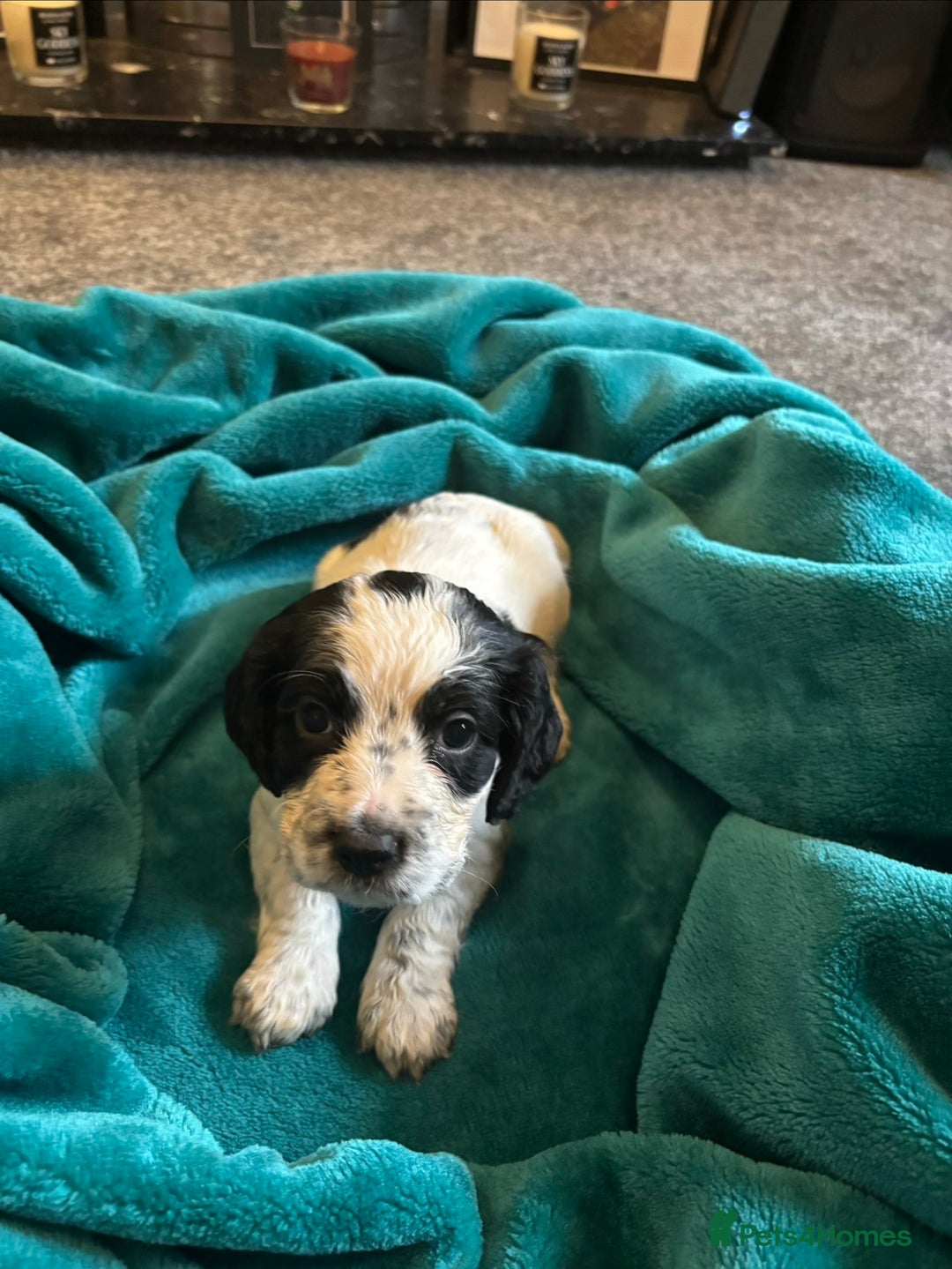 Cocker Spaniel dogs for sale: Georgous blue roan cocker spaniels - Image 4