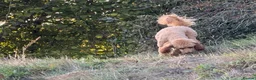 Miniature Poodle dogs for stud: STUNNING MINIATURE POODLE AVAILABLE FOR STUD - Advert 4
